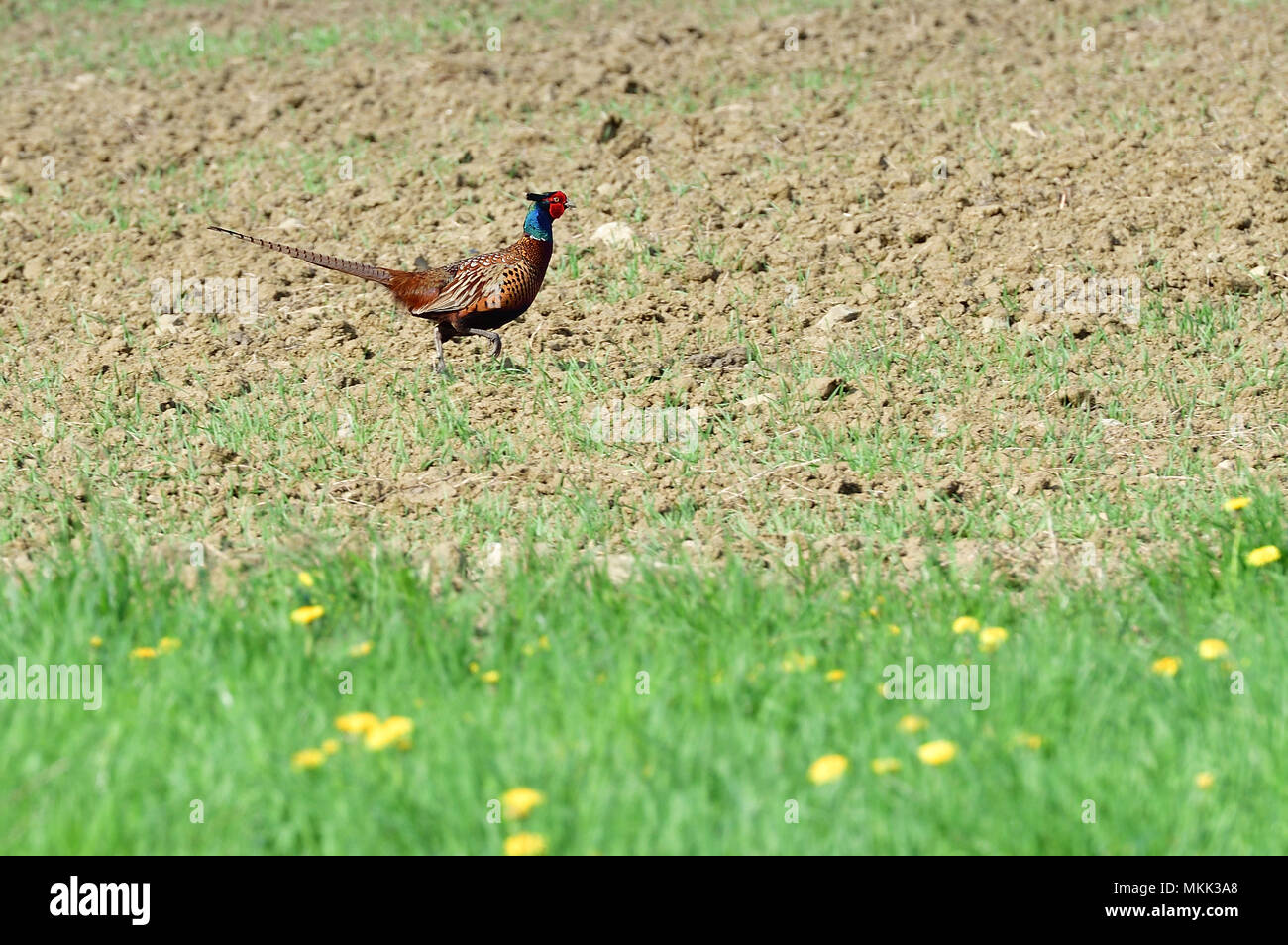 Fasan Kopf und Schnabel Makro portrait Nahaufnahme auf dem Bauernhof Feld Stockfoto