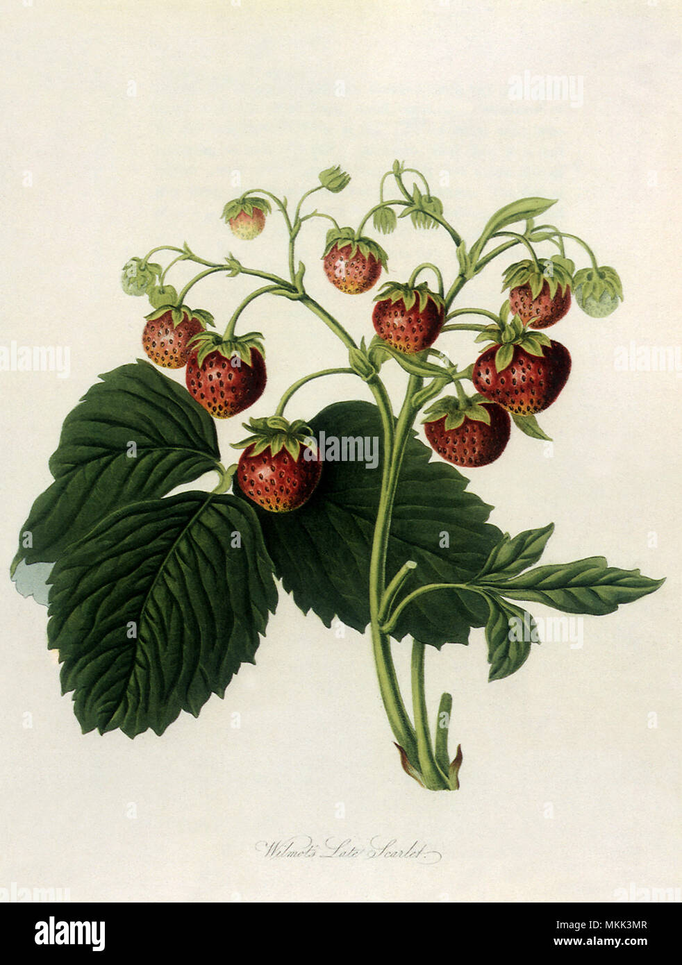 Der Wilmot spät Scarlet Erdbeeren Stockfoto