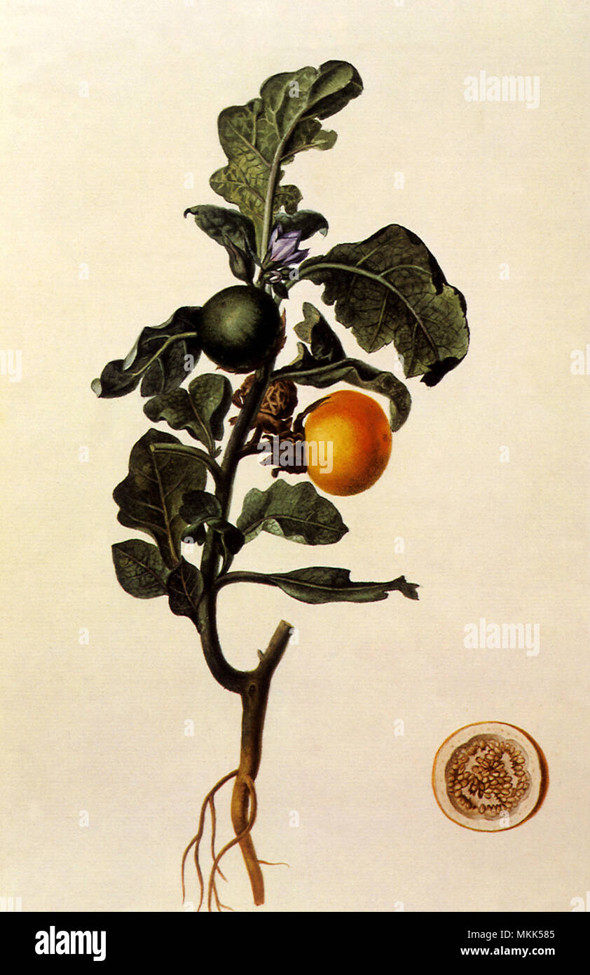 Solanum Macrocarpum Stockfoto