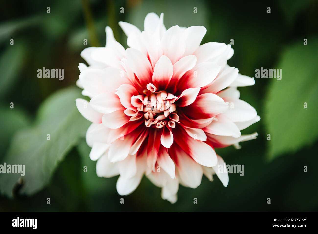 Nahaufnahme einer Dahlie Blume Stockfoto