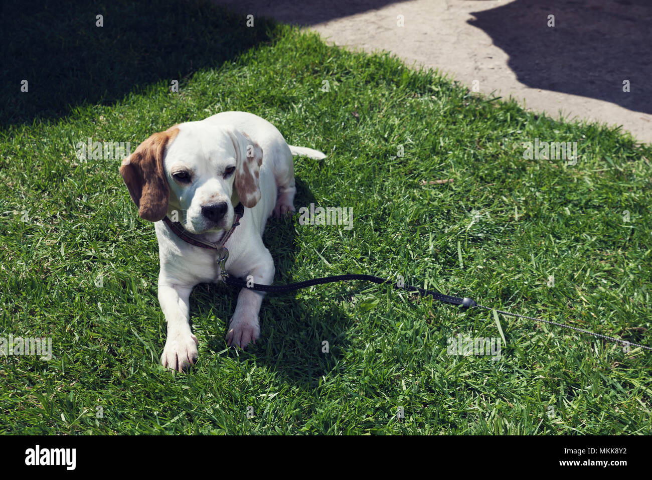 Weibliche beagle Festlegung auf grünem Gras Stockfoto