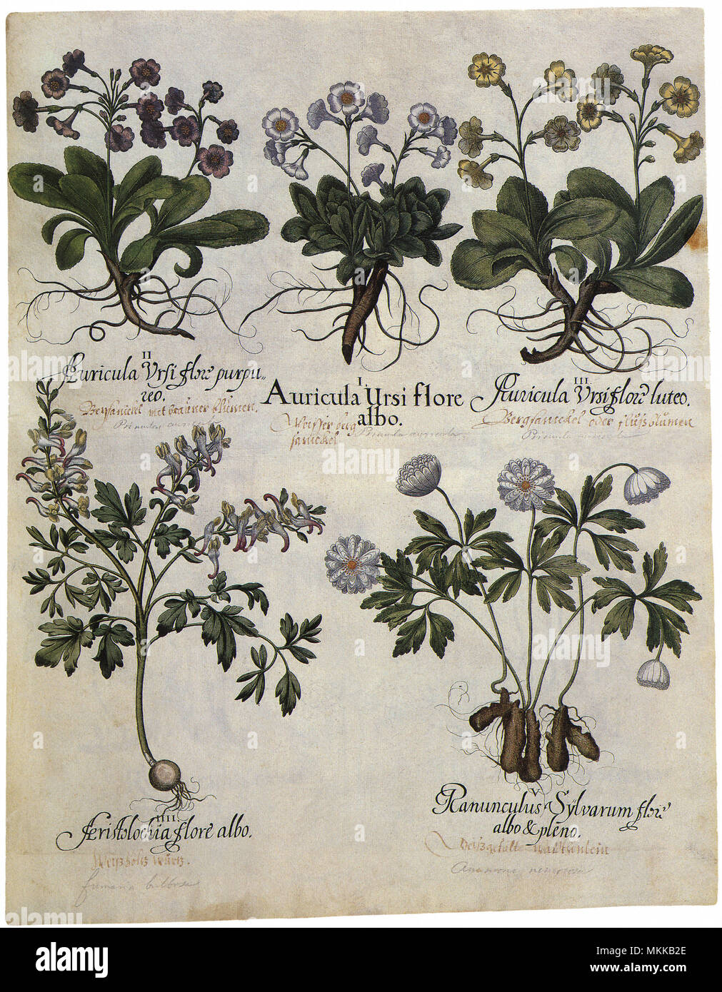 Fünf Botanicals Stockfoto