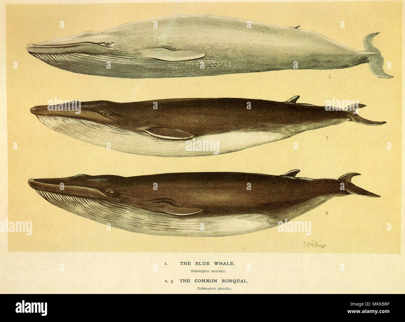 Blau- und Finnwale Stockfoto
