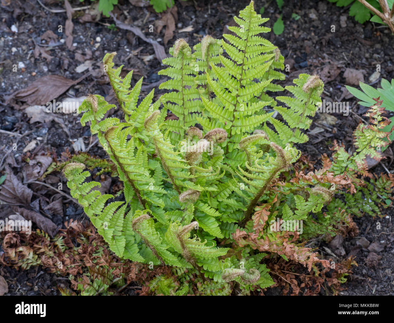 Die neue Feder Wachstum auf den Farn Dryopteris affinis Crispa Stockfoto