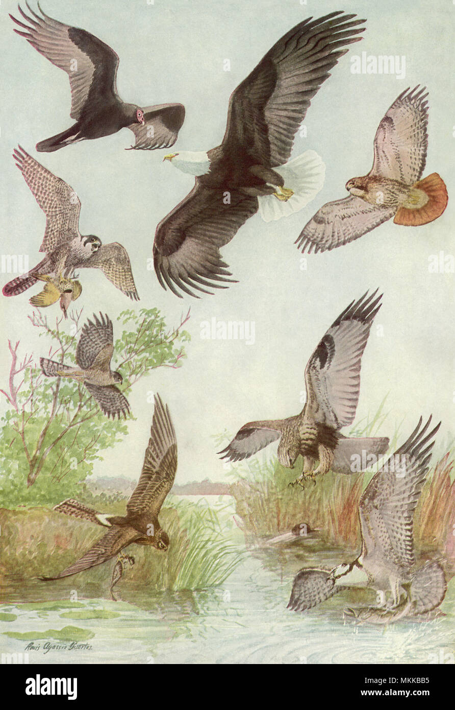 Greifvögel fliegen Stockfoto