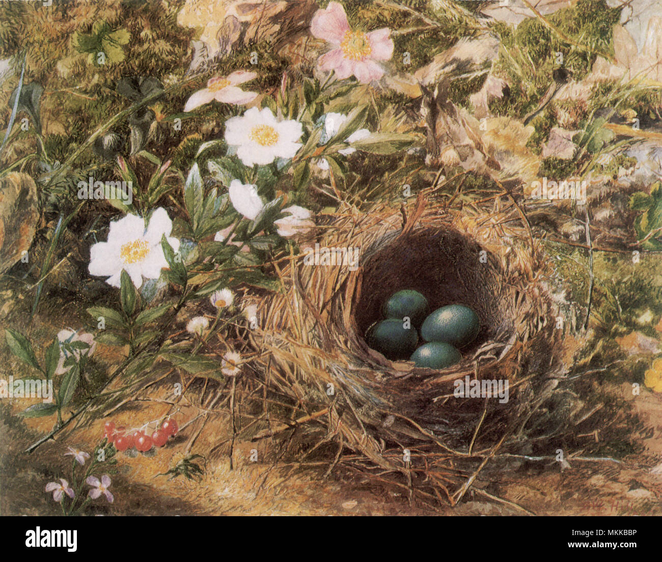 Blaue Eier in einem Nest Stockfoto