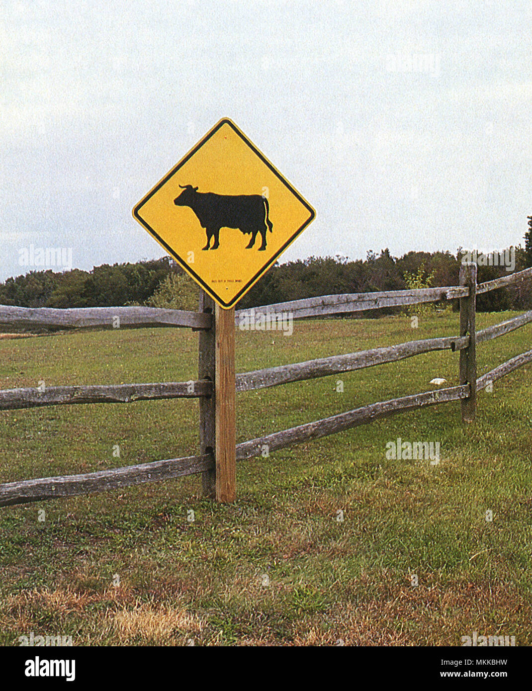 Gelbe Kuh Anmelden Stockfoto