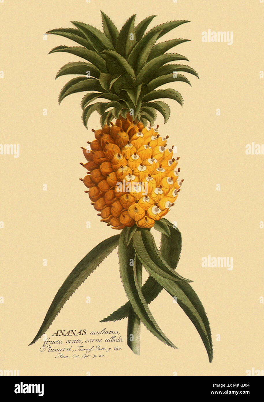Ananas comosus Anasas Stockfoto