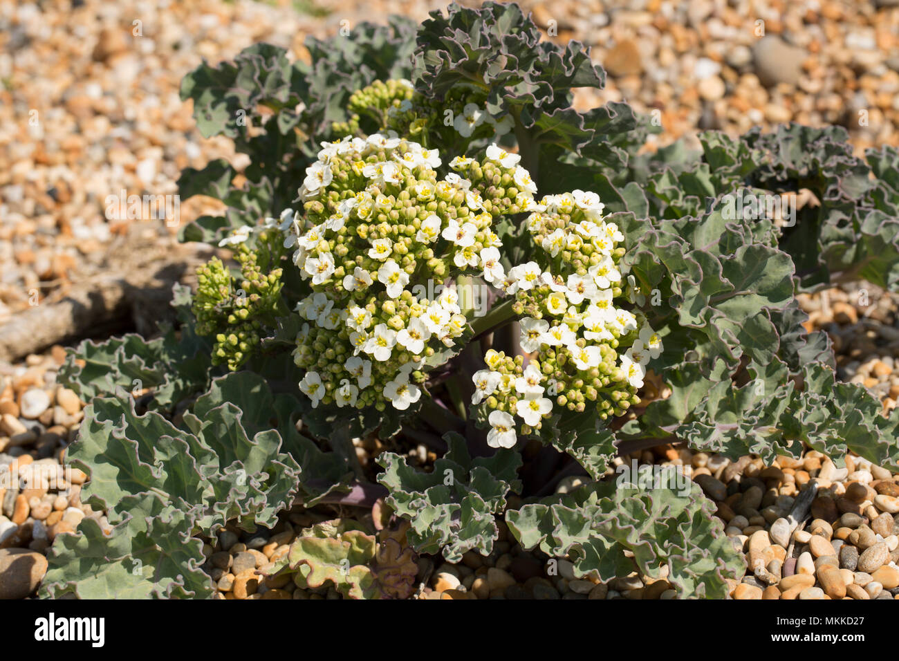 Blühende Meer Kale, Crambe maritima, im Kies der Chesil Beach westlich von West Bexington in Richtung Cogden in Dorset England UK wächst. Sea Kale Stockfoto
