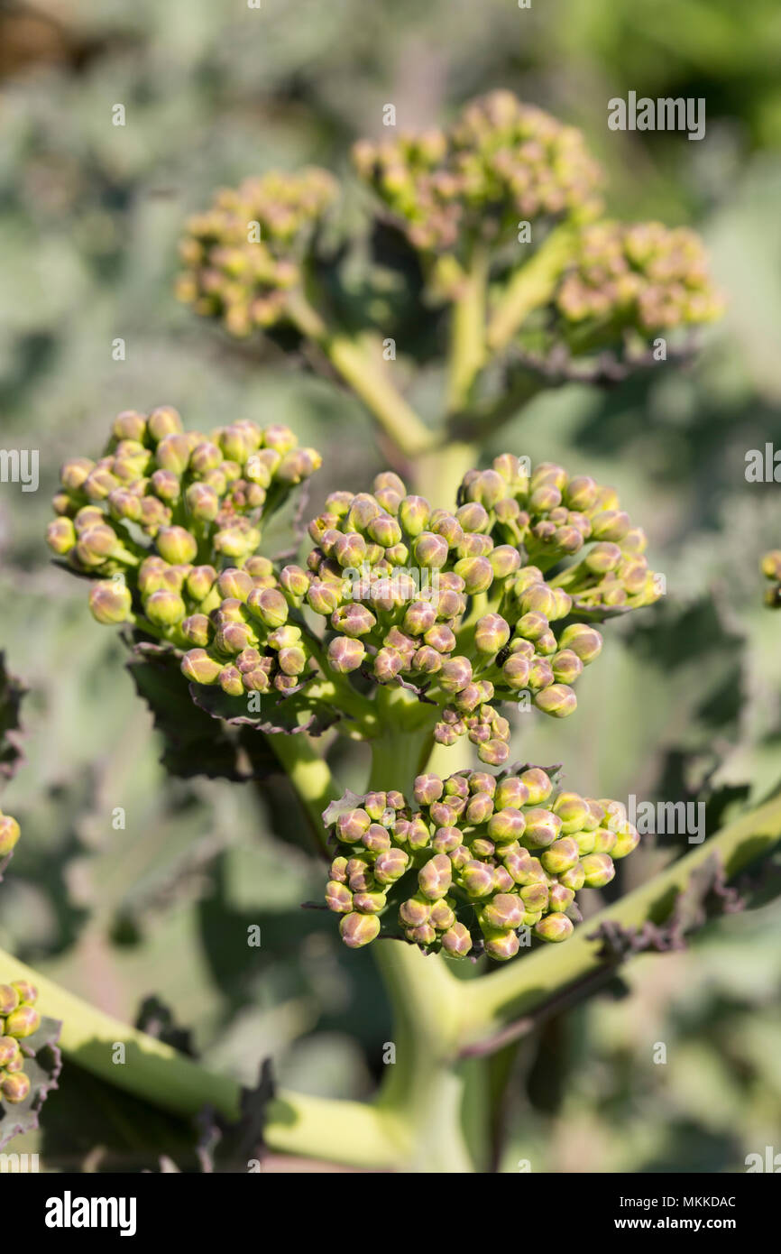 Sea kale ungeöffneten Blüte Köpfe, Crambe maritima, wachsen in den Kies von Chesil Beach westlich von West Bexington in Richtung Cogden in Dorset England U Stockfoto