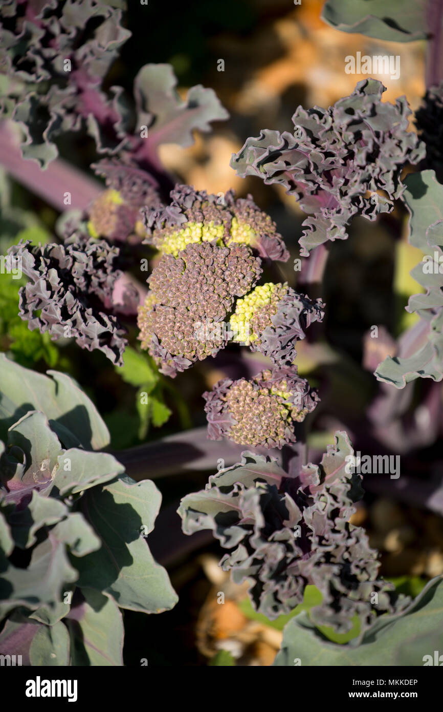 Sea kale ungeöffneten Blüte Köpfe, Crambe maritima, wachsen in den Kies von Chesil Beach westlich von West Bexington in Richtung Cogden in Dorset England U Stockfoto