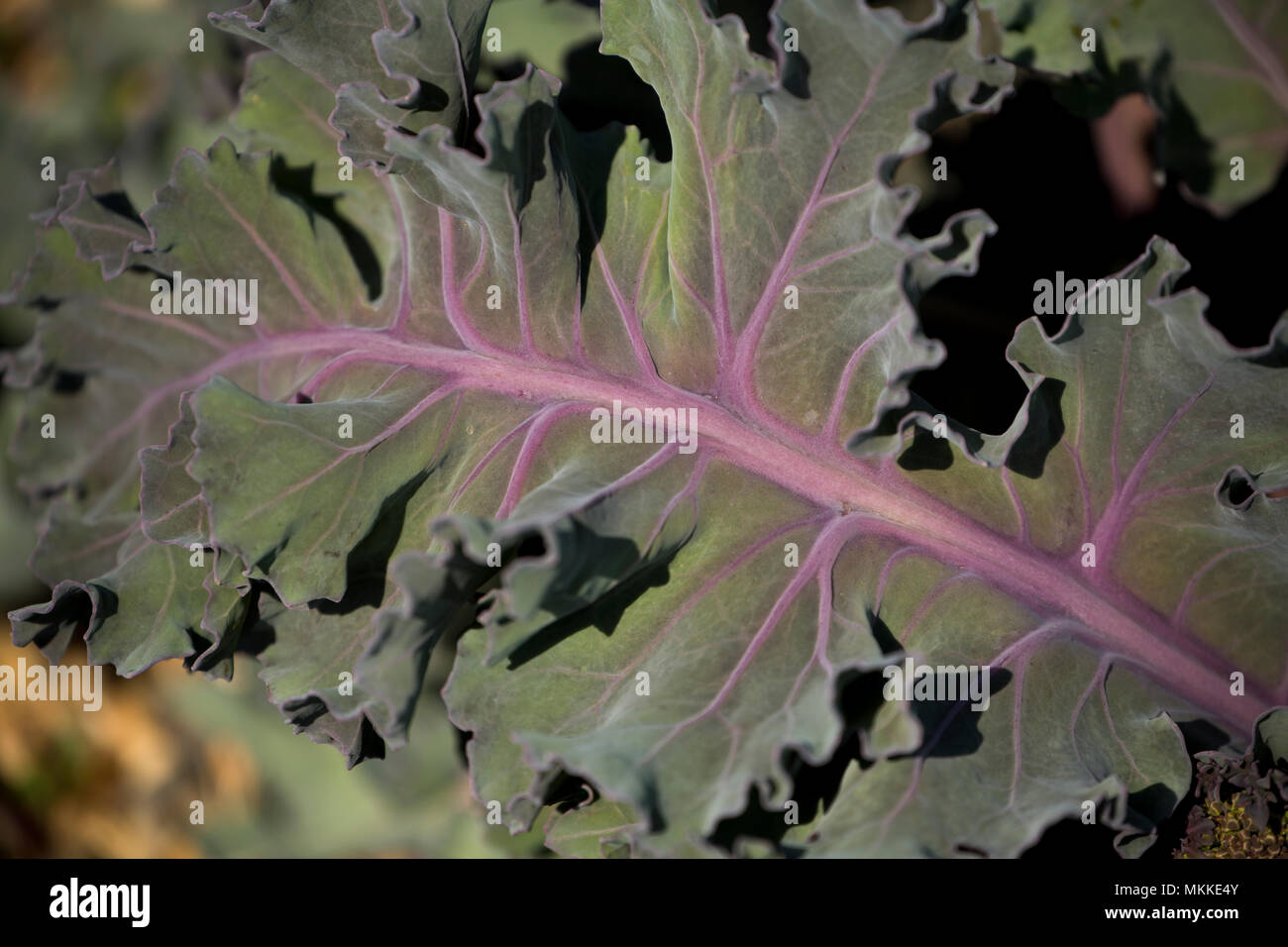 Sea Kale, Crambe maritima, wachsen in den Kies von Chesil Beach westlich von West Bexington in Richtung Cogden in Dorset England UK. Sea Kale ist. Stockfoto