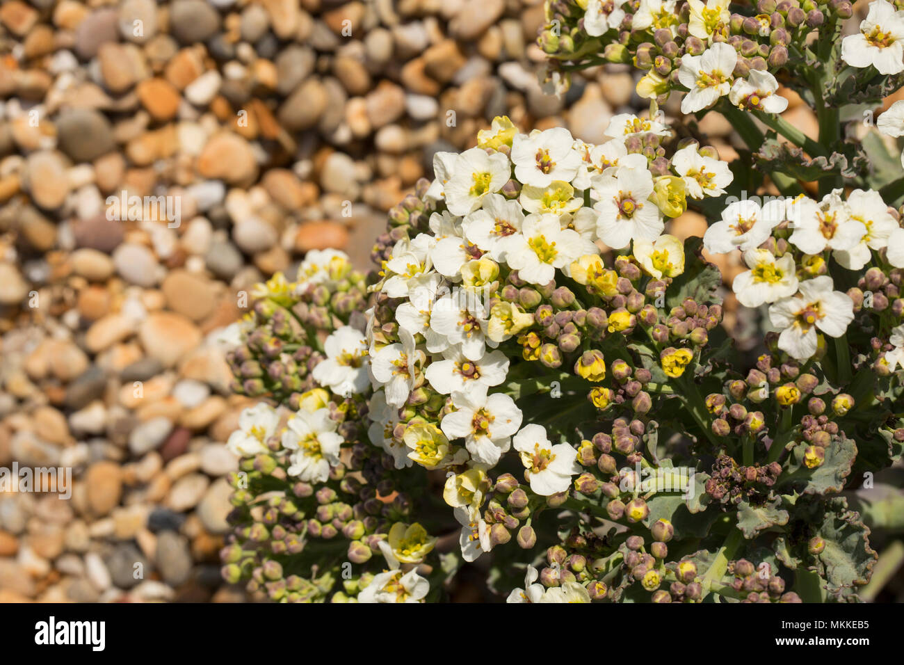 Blühende Meer Kale, Crambe maritima, im Kies der Chesil Beach westlich von West Bexington in Richtung Cogden in Dorset England UK wächst. Sea Kale Stockfoto
