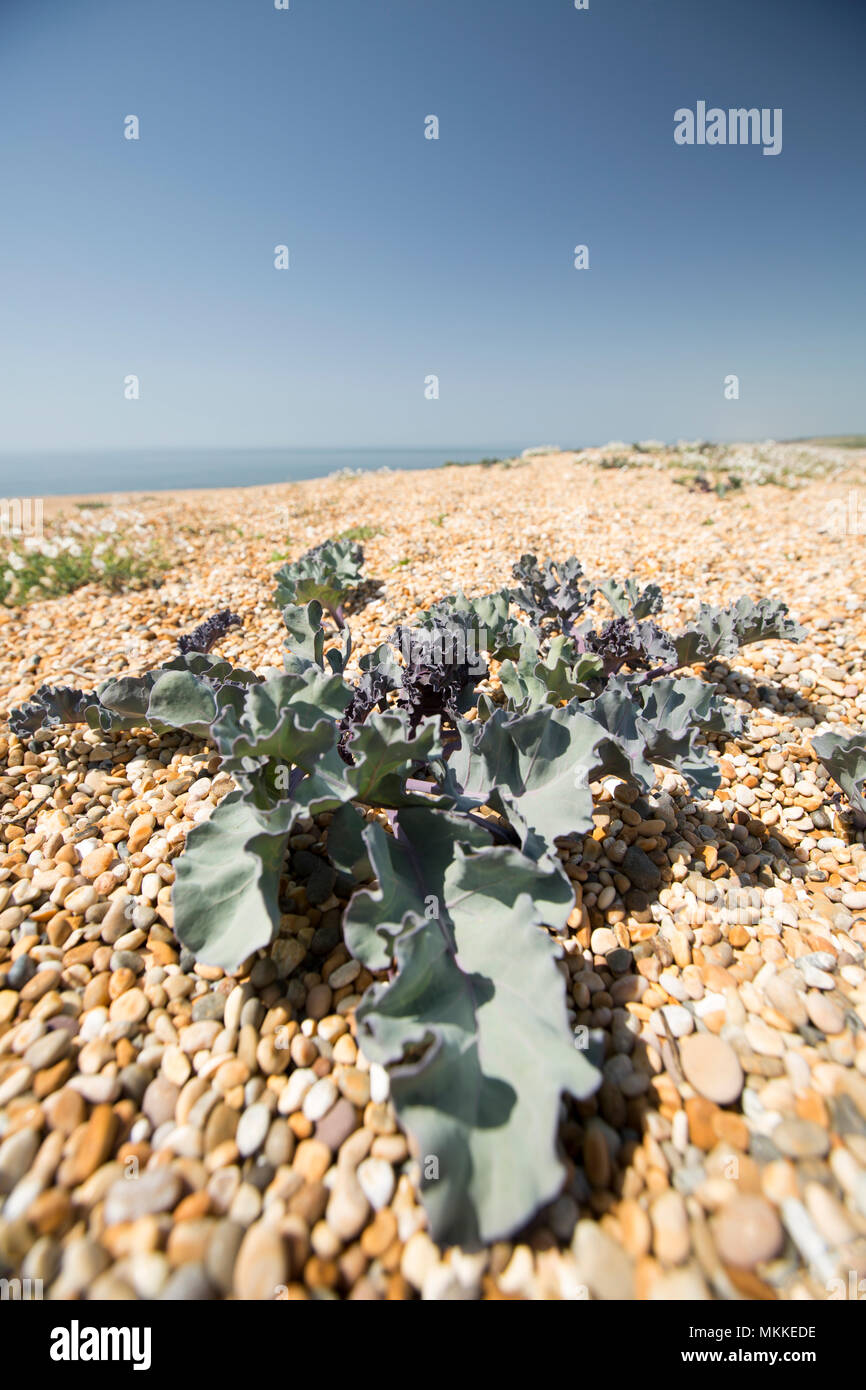 Sea Kale, Crambe maritima, wachsen in den Kies von Chesil Beach westlich von West Bexington in Richtung Cogden in Dorset England UK. Sea Kale ist. Stockfoto