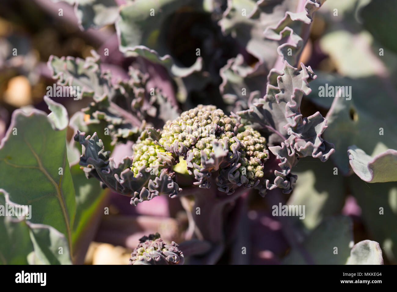 Sea kale ungeöffneten Blüte Köpfe, Crambe maritima, wachsen in den Kies von Chesil Beach westlich von West Bexington in Richtung Cogden in Dorset England U Stockfoto
