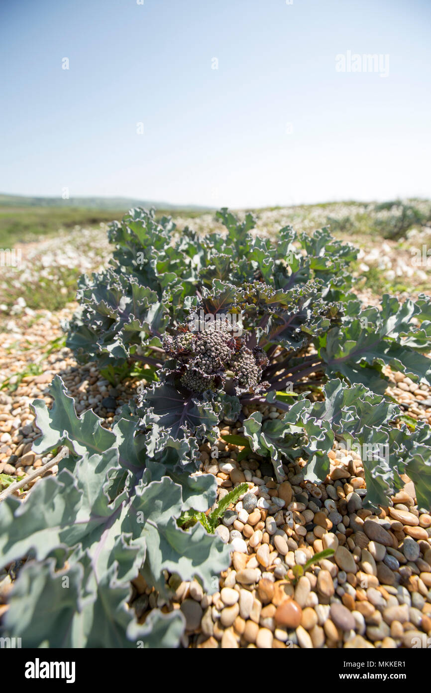 Sea kale ungeöffneten Blüte Köpfe, Crambe maritima, wachsen in den Kies von Chesil Beach westlich von West Bexington in Richtung Cogden in Dorset England U Stockfoto
