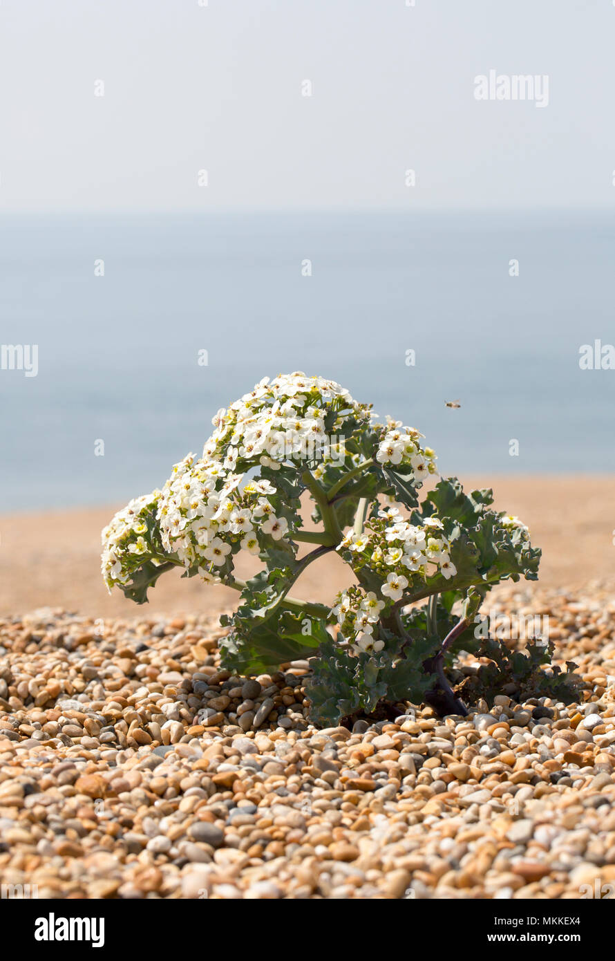 Blühende Meer Kale, Crambe maritima, im Kies der Chesil Beach westlich von West Bexington in Richtung Cogden in Dorset England UK wächst. Sea Kale Stockfoto