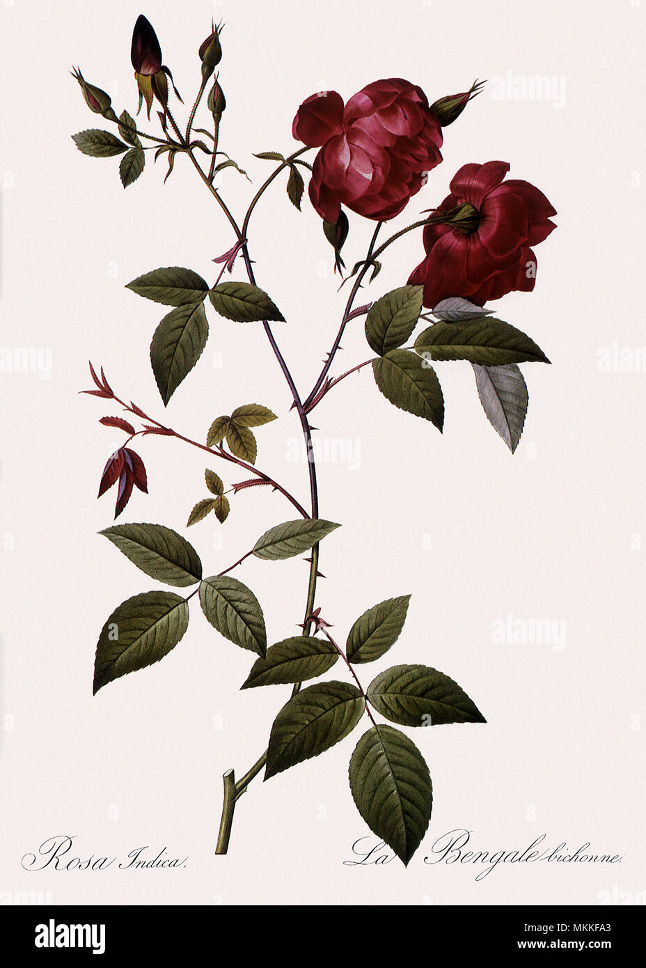 Velvet China Rose Stockfoto