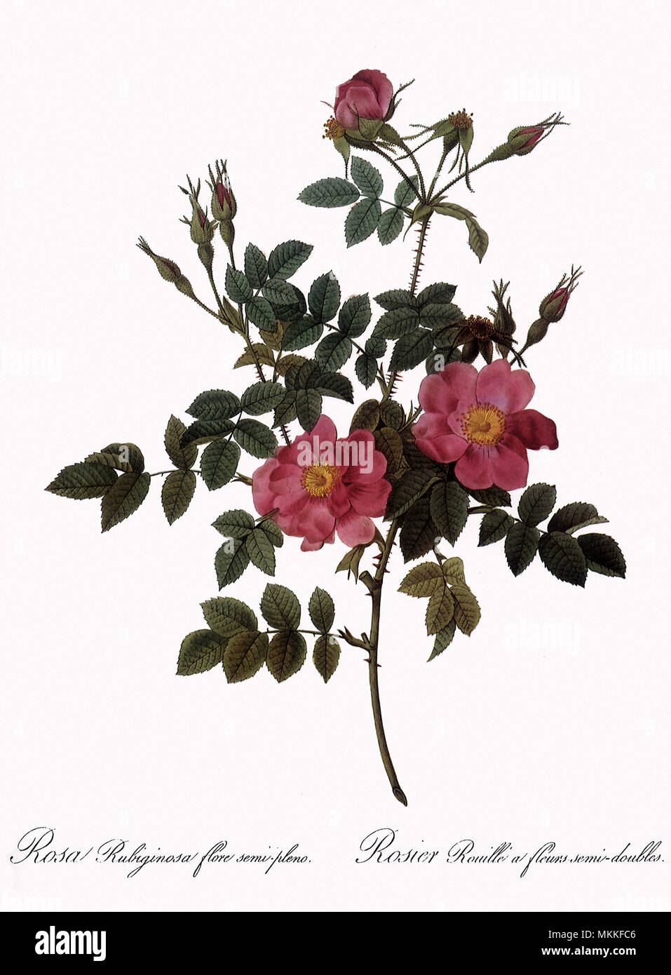 Semi-Double Sweetbriar Stockfoto