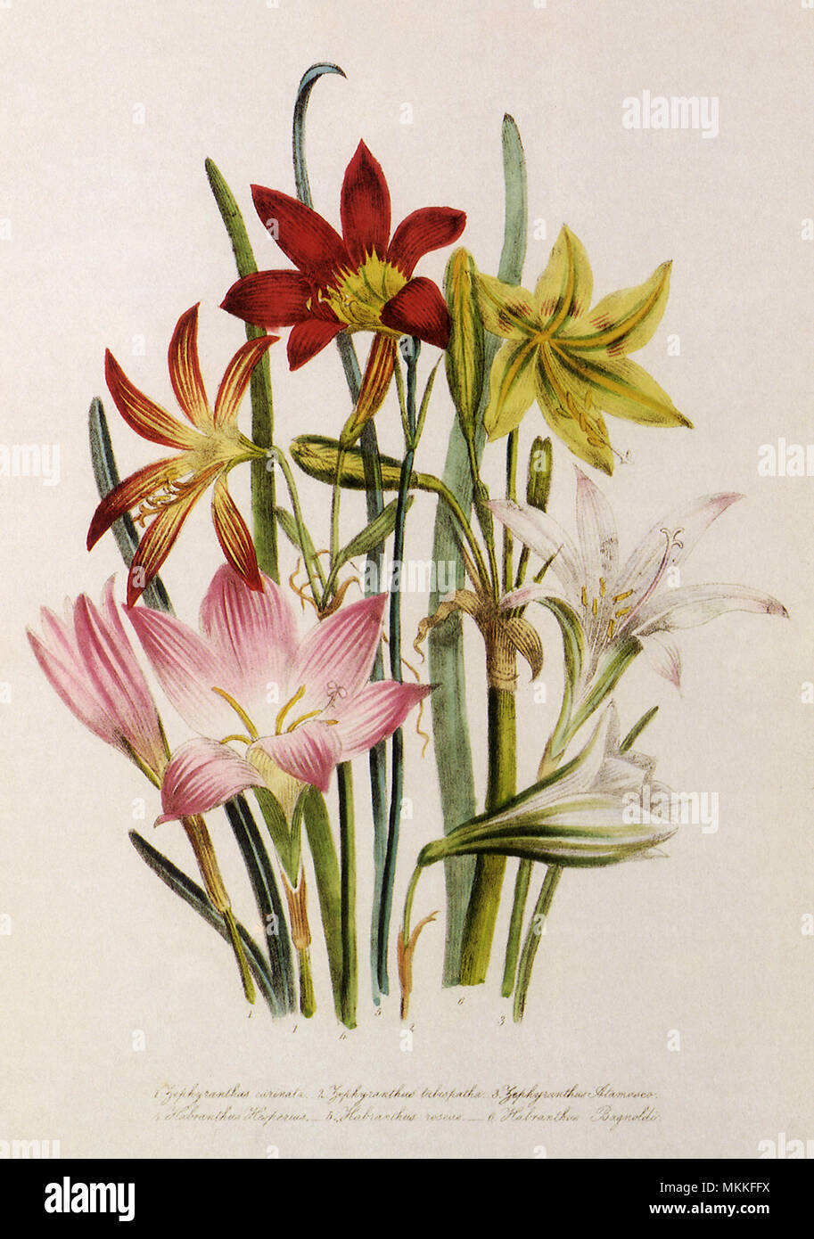 Star-Shaped Blumen Stockfoto