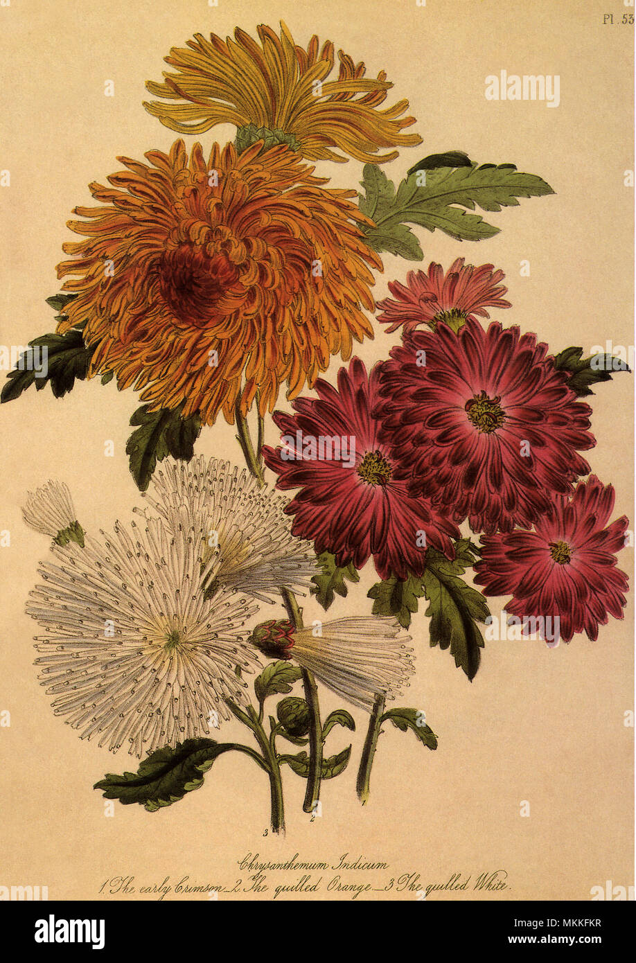 Chrysanthemen Stockfoto