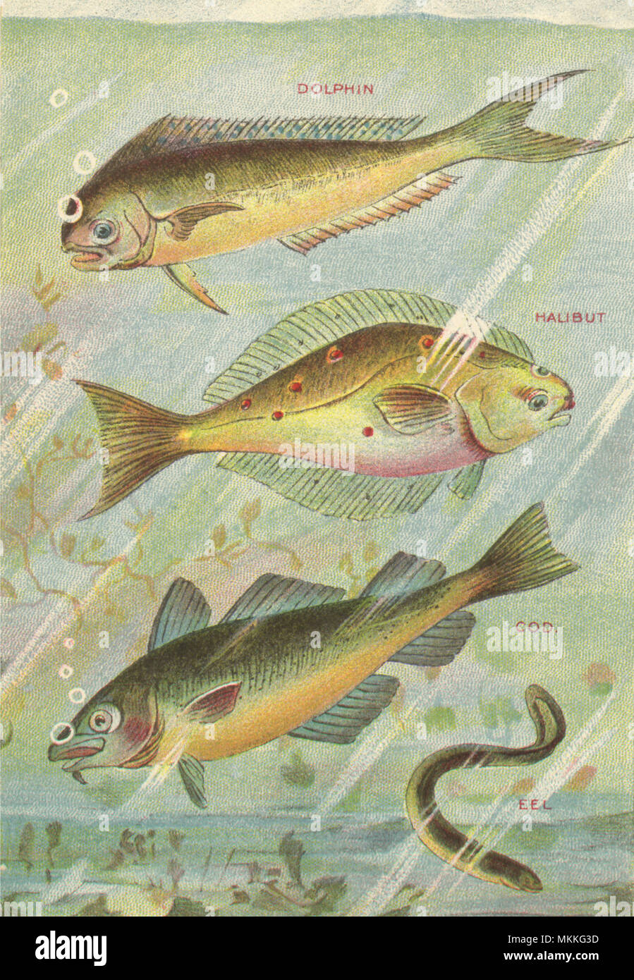 Vier Fische Stockfoto