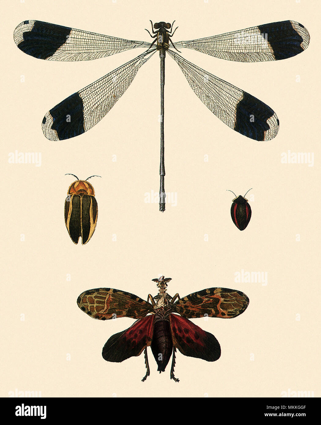 Libelle und Laterne Fliegen Stockfoto