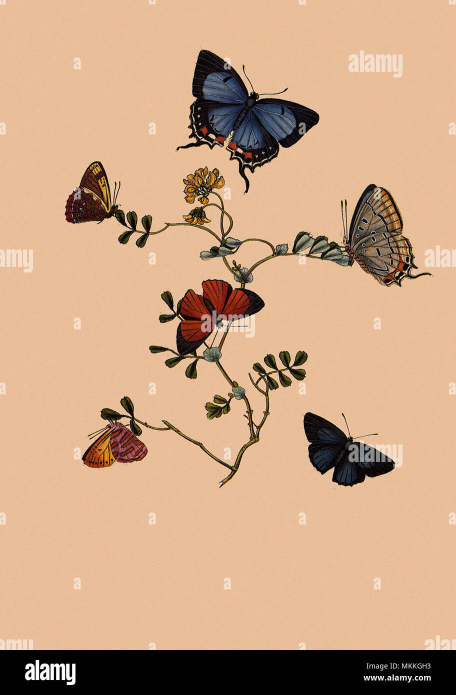 6 Schmetterlinge Stockfoto