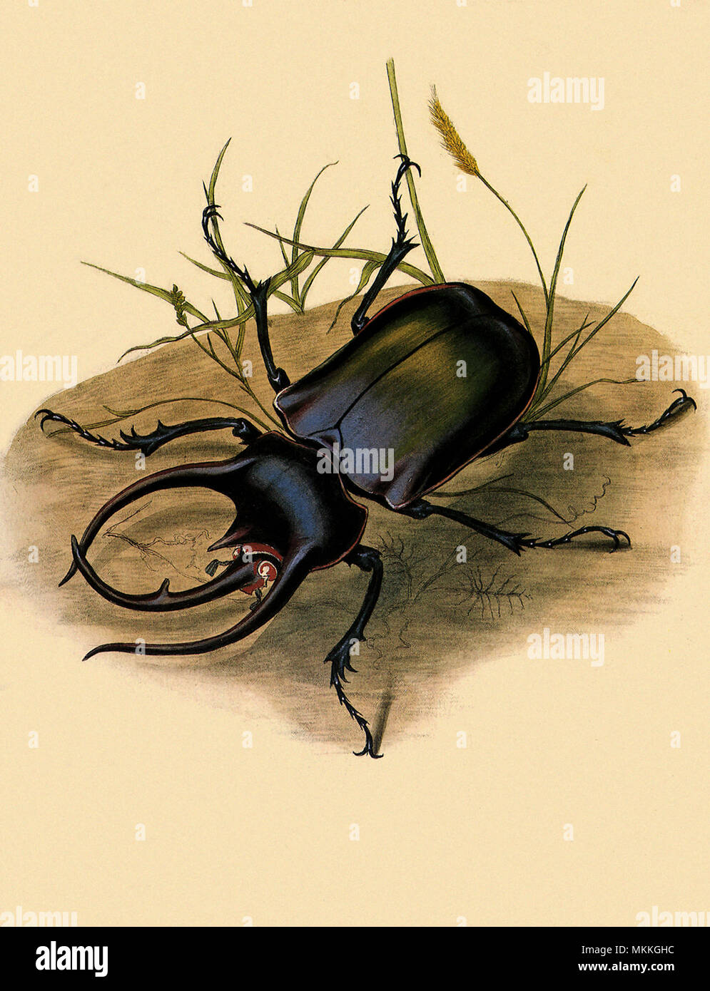 Atlas Käfer Stockfoto