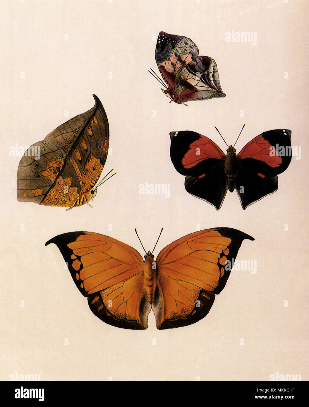 Südamerikanische Blatt Schmetterlinge Stockfoto