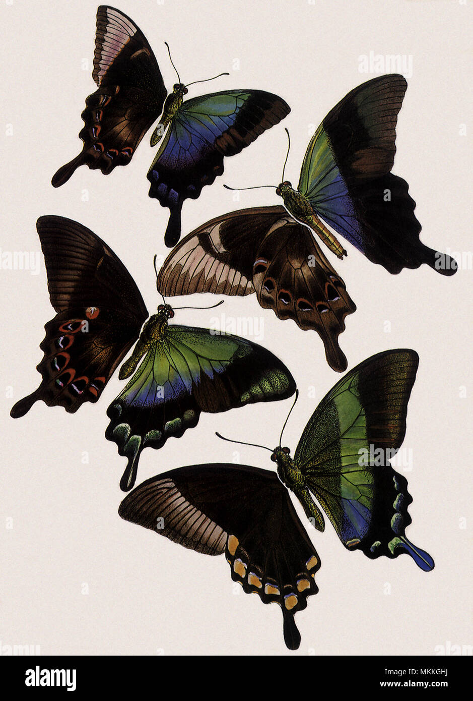 Perikles Papilio und Andere Stockfoto