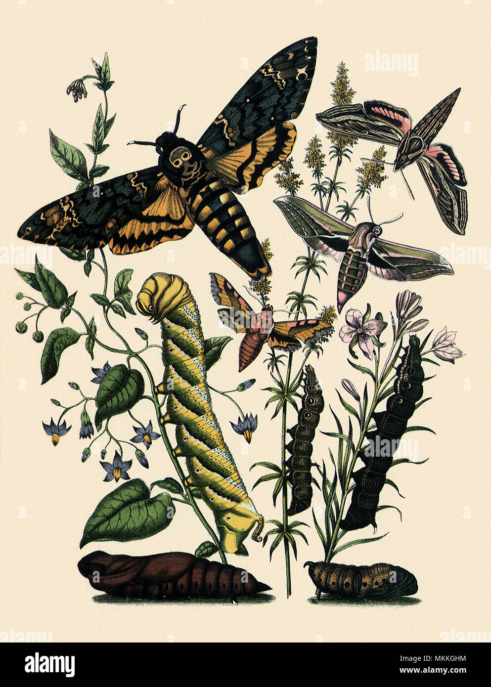 Totenschädel Hawk Moth und Andere Stockfoto