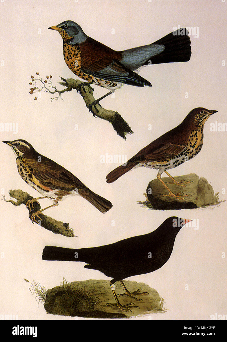 Vier sitzenden Vögel Stockfoto