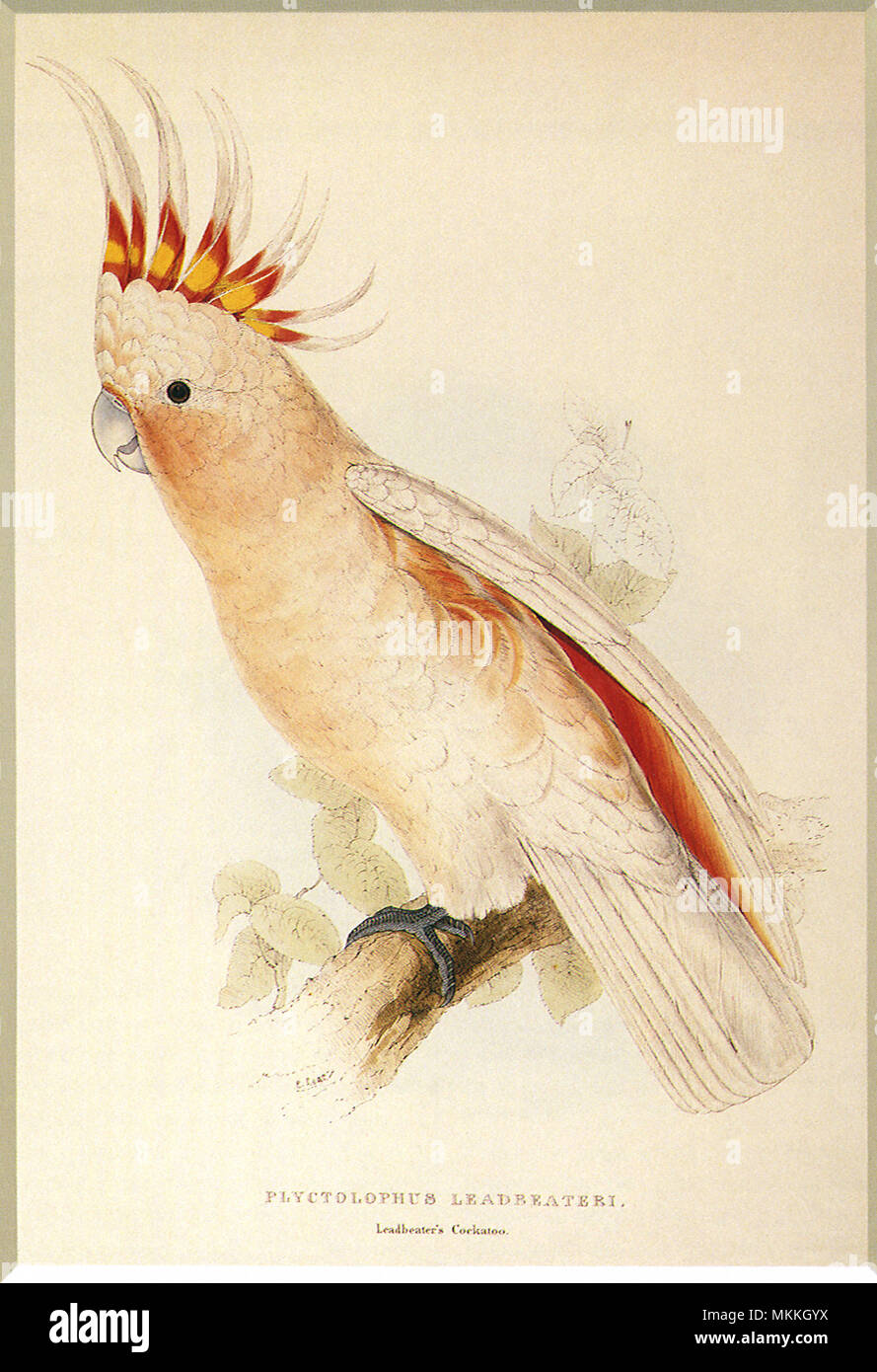 Leadbeater's, Major Mitchell's, oder rosa Kakadu Stockfoto