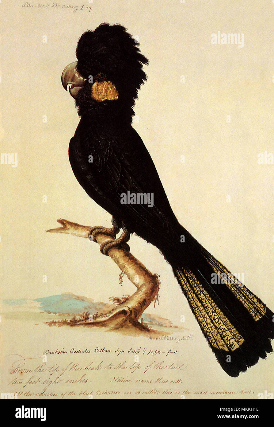 Gelb-schwarz Kakadu, Calyptorhynchus funereus tailed Stockfoto