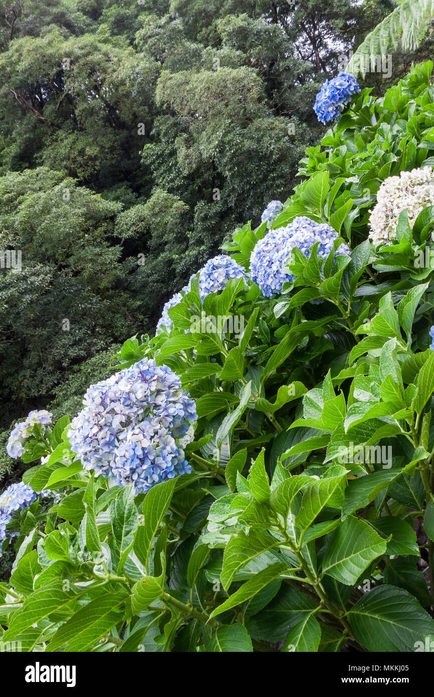 Blaue Hortensien Pflanzen vor Holz, Azoren, Portugal Stockfotografie - Alamy