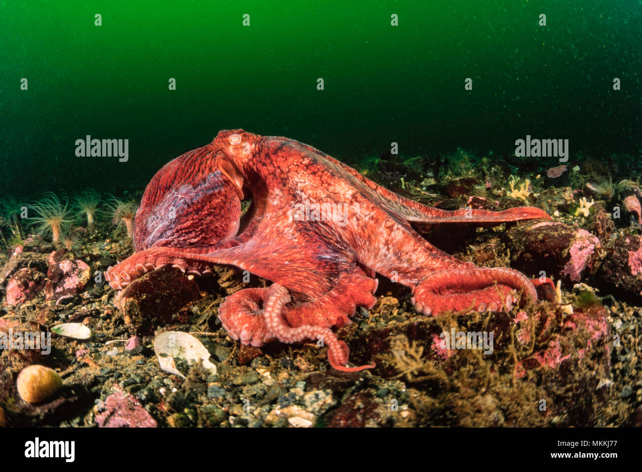 Pazifischer Oktopus, Enteroctopus dolfleini oder North Pacific giant Octopus, British Columbia, Kanada. Stockfoto