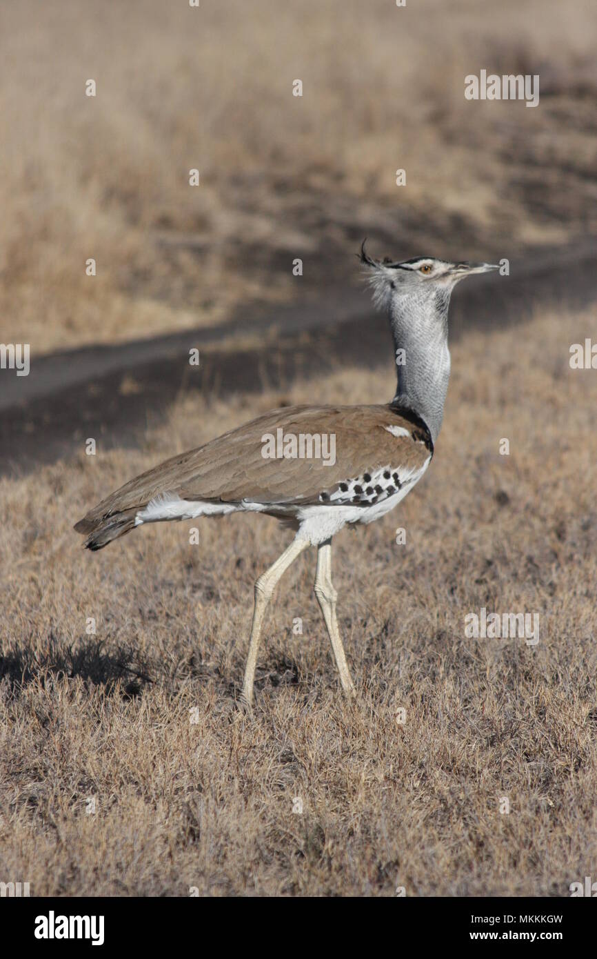 Stolz Kori Bustard zu Fuß durch die getrocknete Gräser der Zentralen Meru Stockfoto