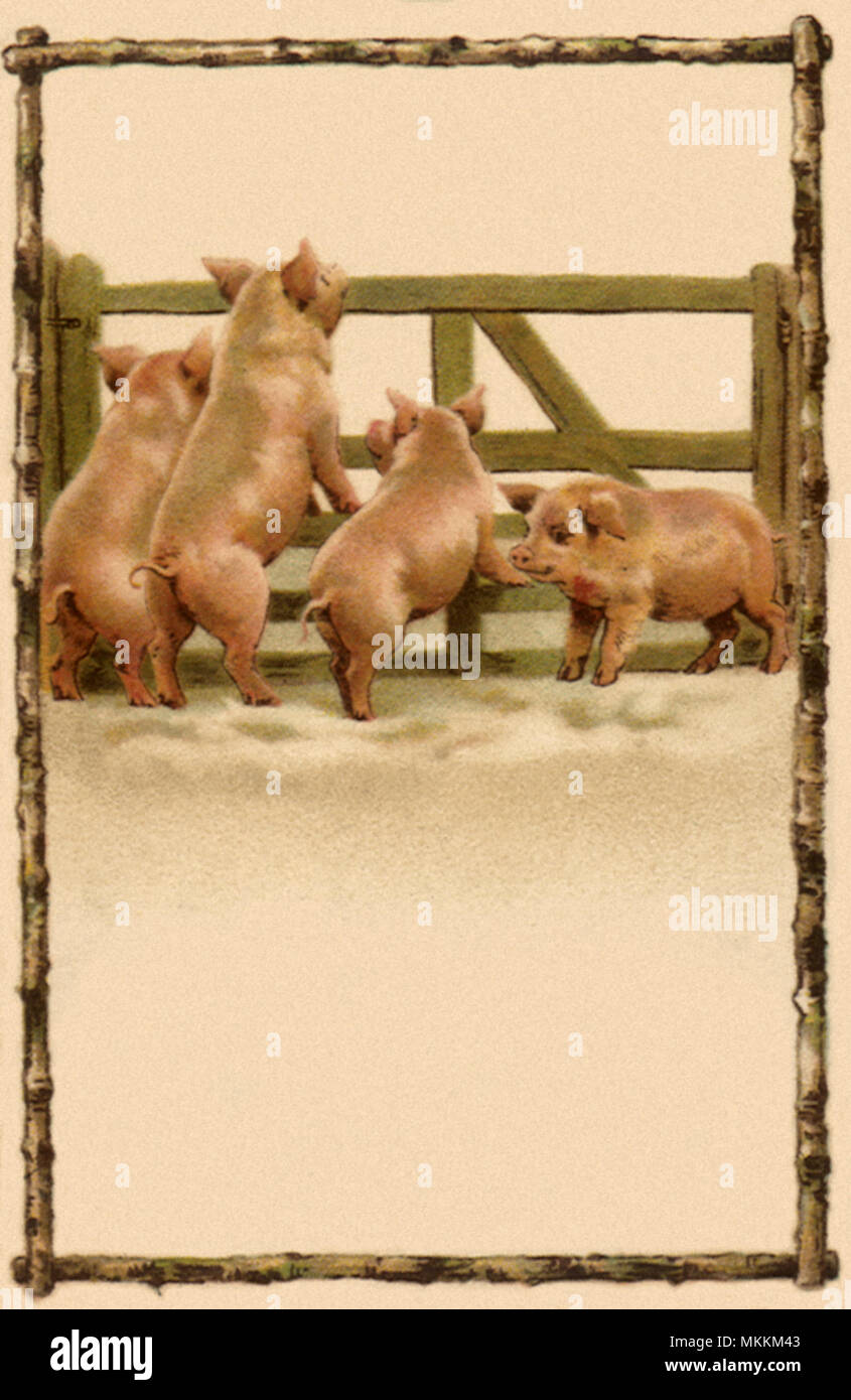 Vier Schweinen, die durch den Zaun Stockfoto