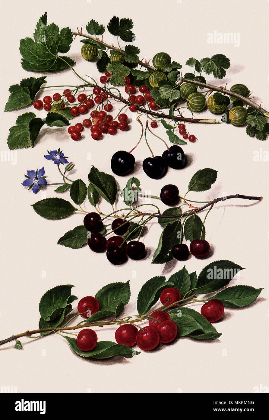 Cherry Botanische Stockfoto