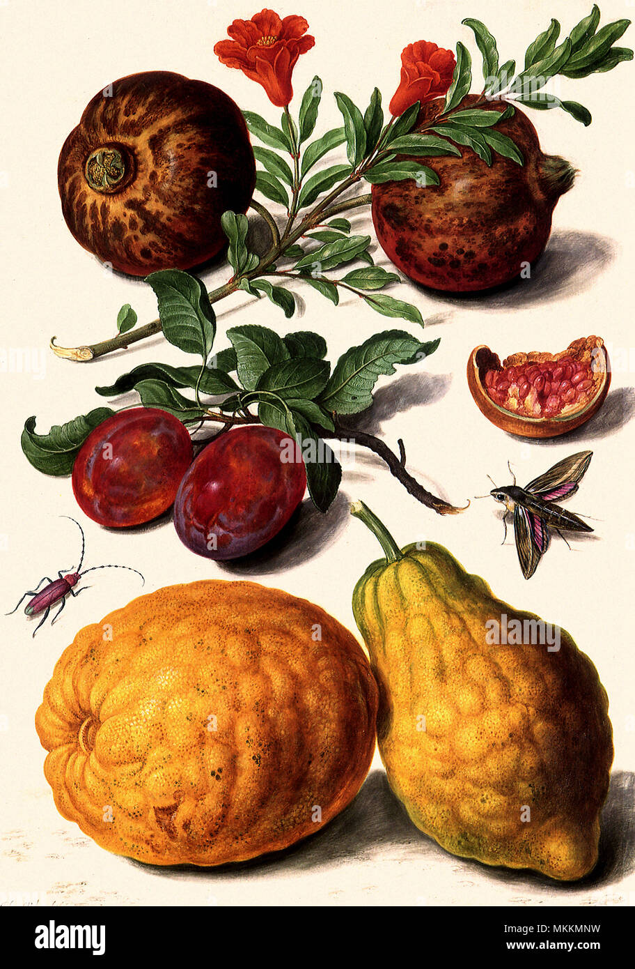 Granatäpfel und Citrons Stockfoto
