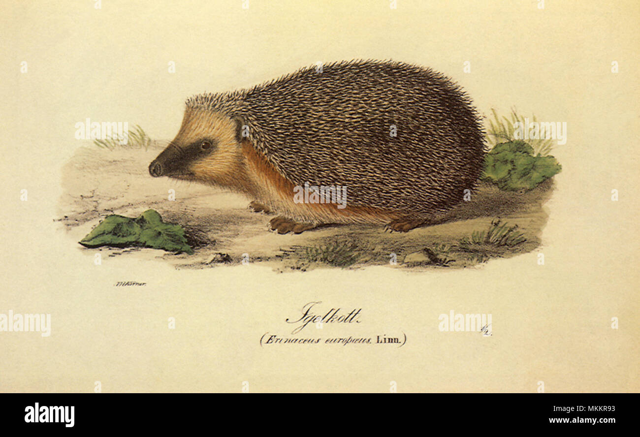 Igel, Erinaceus europaeus Stockfoto