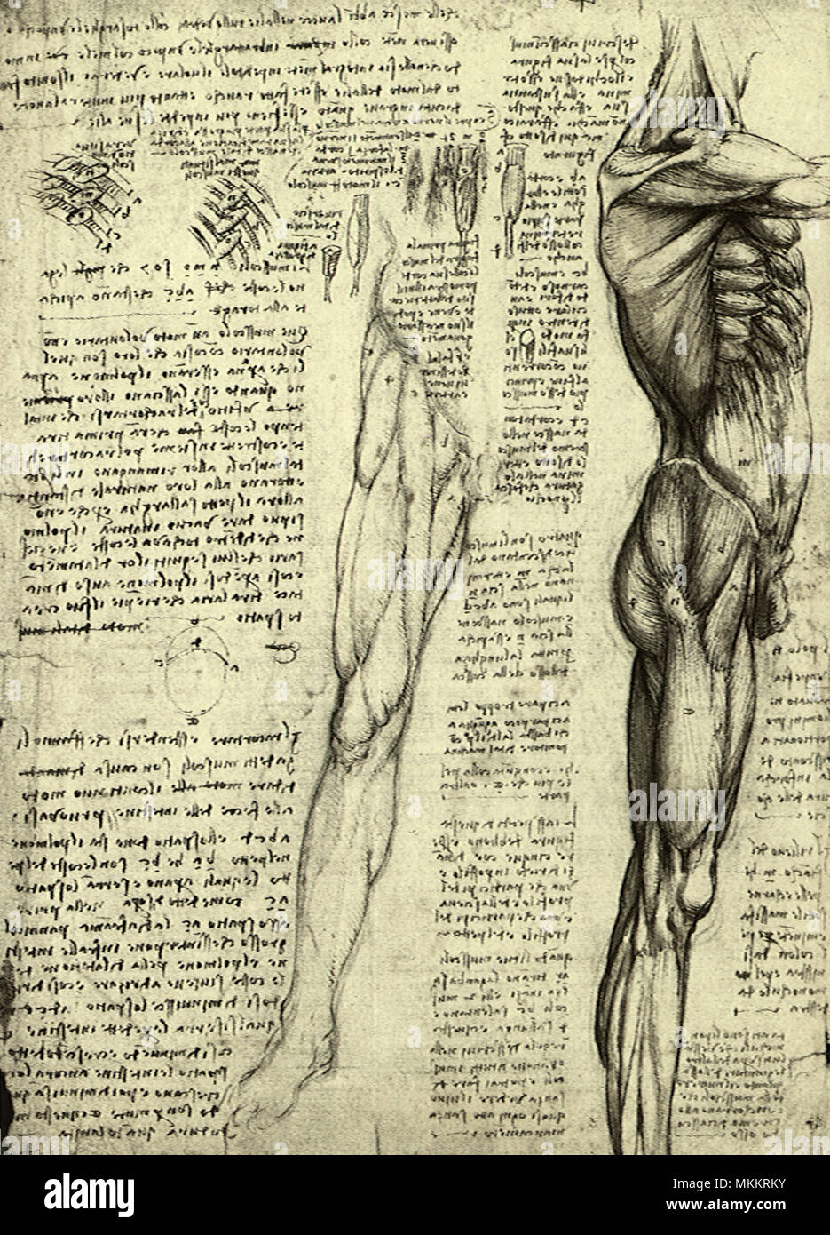 Da Vincis Mensch und Maschine Stockfoto
