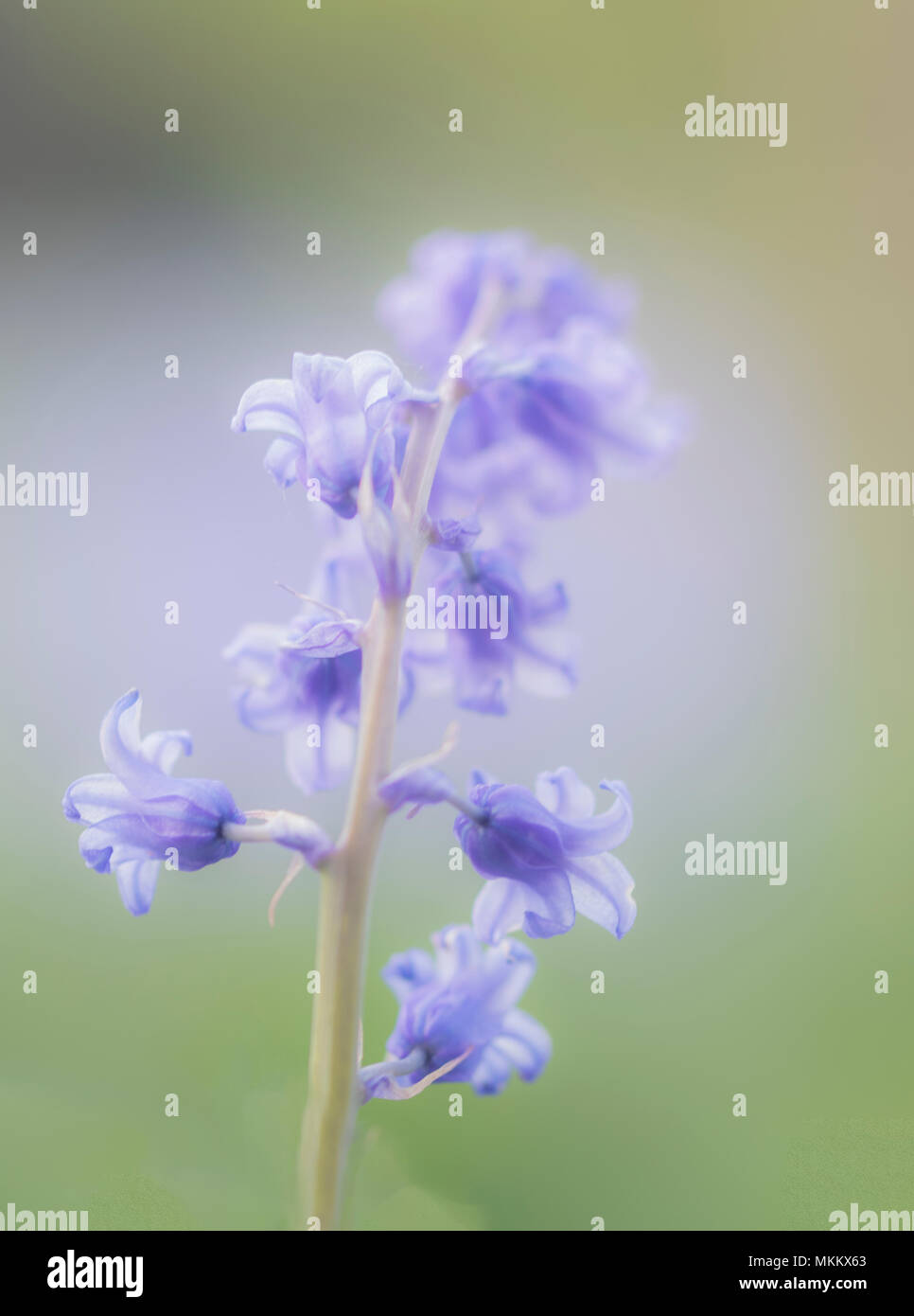 Marco Soft Focus bluebell, mit einem verträumten Hintergrund Stockfoto