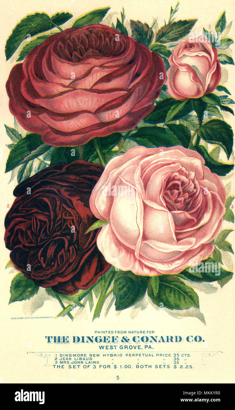 Vier rosa und rote Rosen Stockfoto