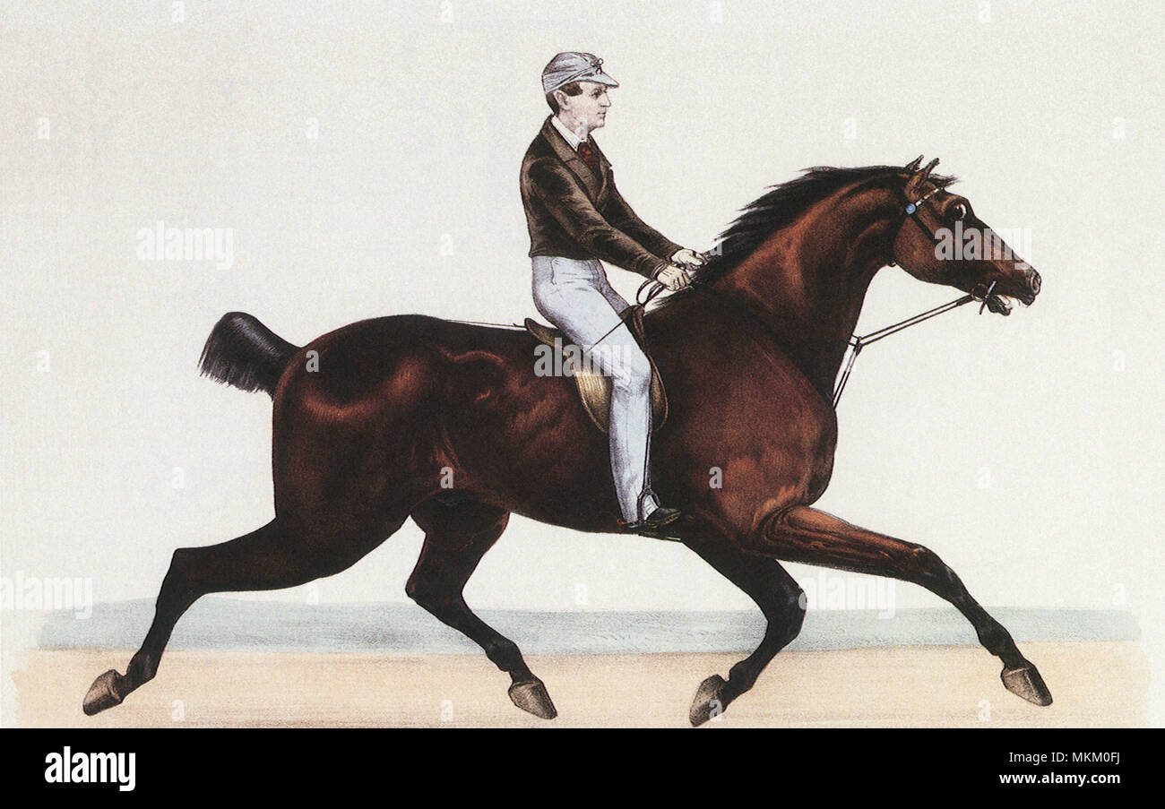 Trabenden Pferd und Reiter Stockfoto