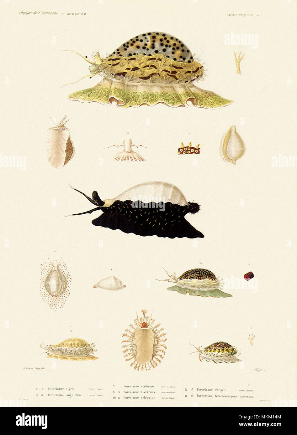 Alle Arten von Meeresschnecken Stockfoto