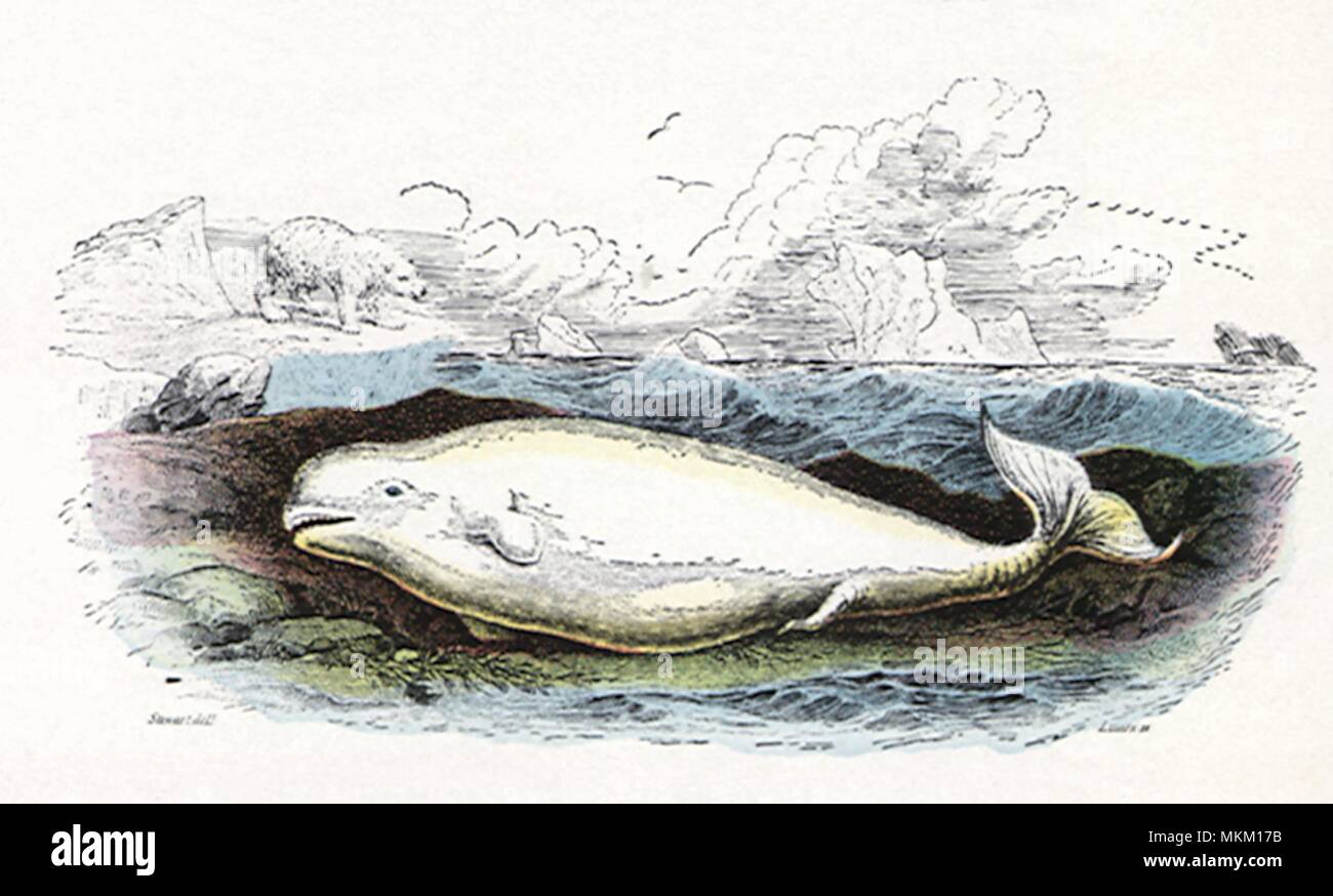 Weiße Beluga in Wasser Stockfoto