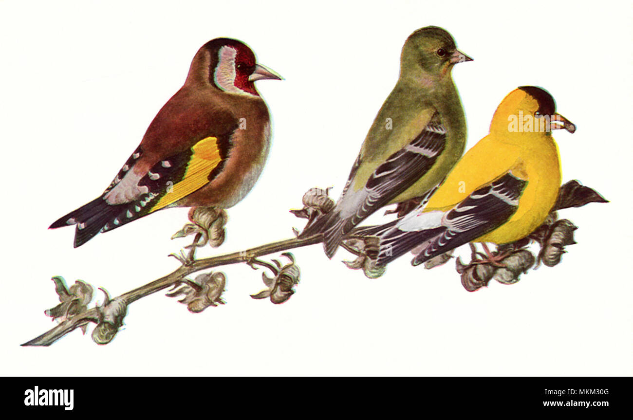 Stieglitze Stockfoto