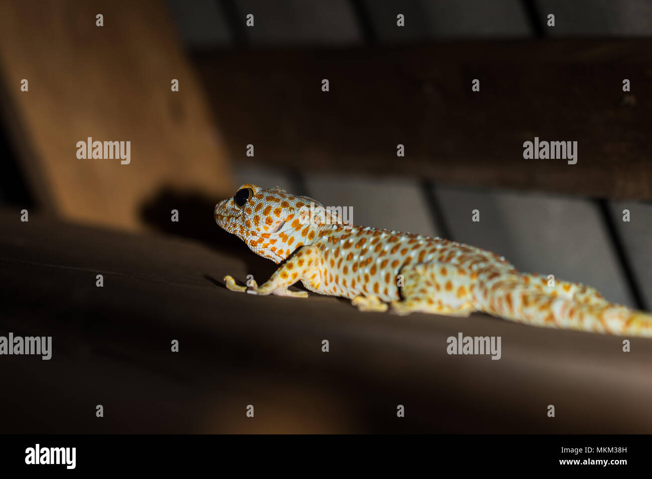Tokay gecko gekko gecko in Fotos und Bildmaterial in hoher Auflösung